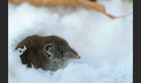 Hausspitzmaus (Crocidura russula)