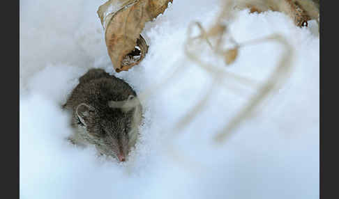 Hausspitzmaus (Crocidura russula)