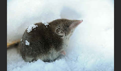 Hausspitzmaus (Crocidura russula)