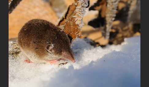 Hausspitzmaus (Crocidura russula)