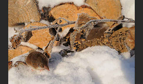 Hausspitzmaus (Crocidura russula)