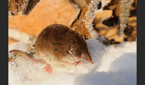 Hausspitzmaus (Crocidura russula)