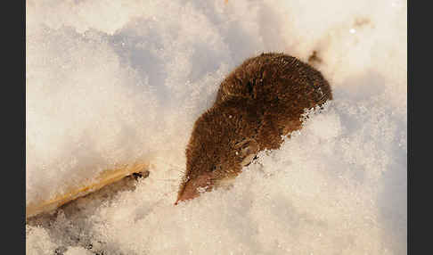 Hausspitzmaus (Crocidura russula)