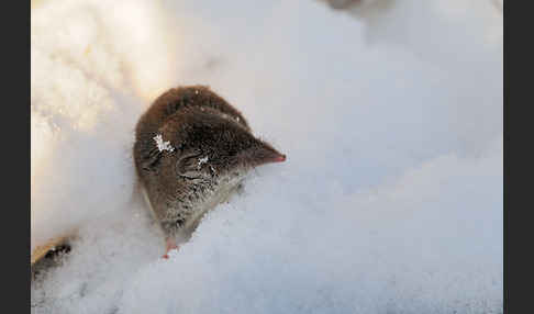 Hausspitzmaus (Crocidura russula)