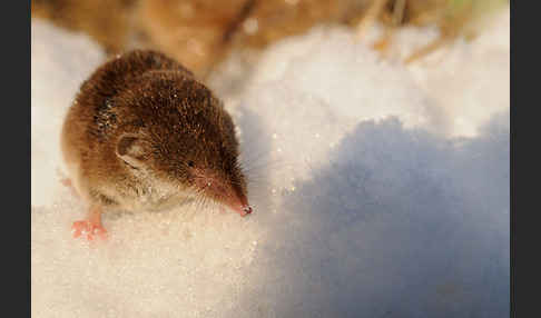 Hausspitzmaus (Crocidura russula)