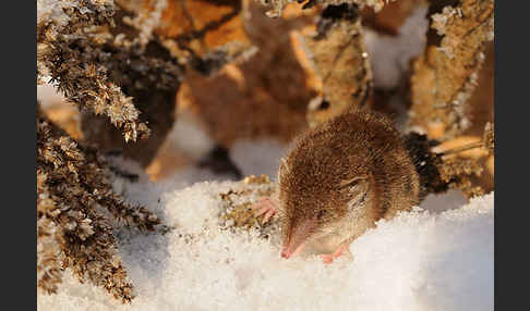 Hausspitzmaus (Crocidura russula)