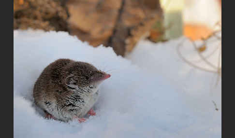 Hausspitzmaus (Crocidura russula)