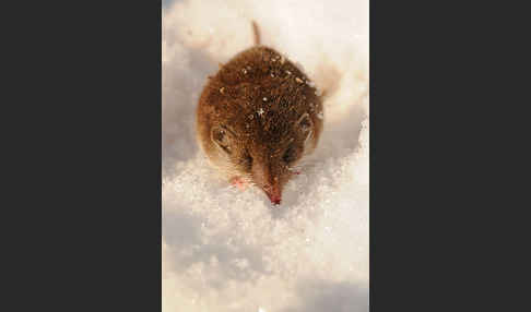 Hausspitzmaus (Crocidura russula)