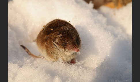 Hausspitzmaus (Crocidura russula)