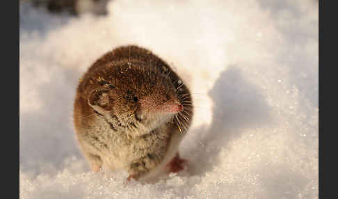 Hausspitzmaus (Crocidura russula)