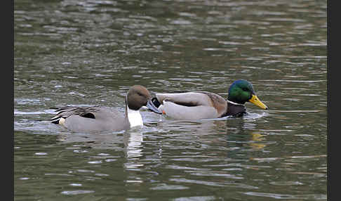 Stockente (Anas platyrhynchos)