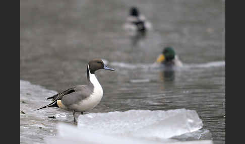 Stockente (Anas platyrhynchos)