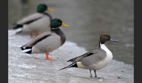 Stockente (Anas platyrhynchos)