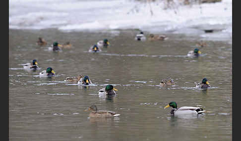 Stockente (Anas platyrhynchos)