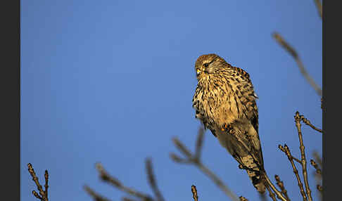 Turmfalke (Falco tinnunculus)