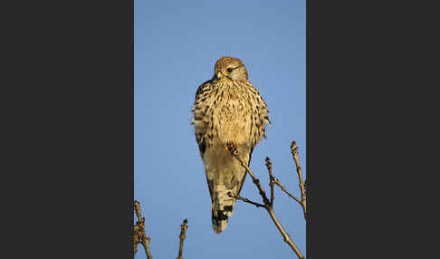 Turmfalke (Falco tinnunculus)