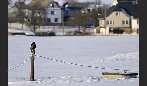 Mäusebussard (Buteo buteo)