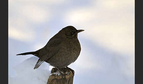 Amsel (Turdus merula)