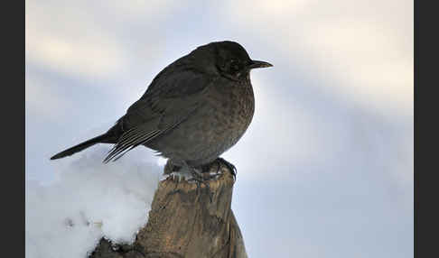 Amsel (Turdus merula)