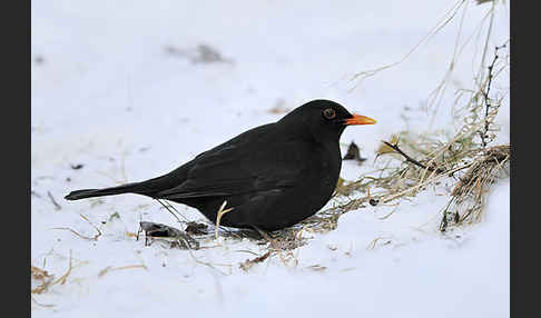 Amsel (Turdus merula)