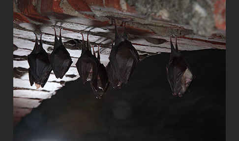 Kleine Hufeisennase (Rhinolophus hipposideros)