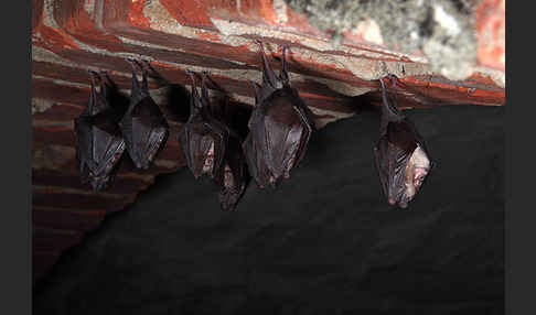 Kleine Hufeisennase (Rhinolophus hipposideros)