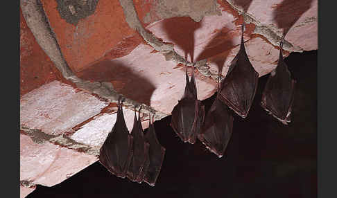 Kleine Hufeisennase (Rhinolophus hipposideros)