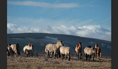 Konik (Equus caballus sspec.)