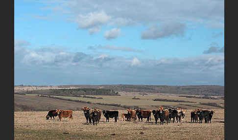 Heckrind (Bos taurus taurus)