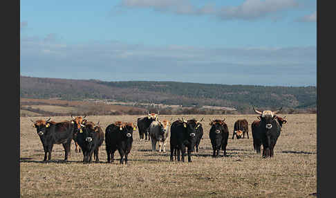 Heckrind (Bos taurus taurus)
