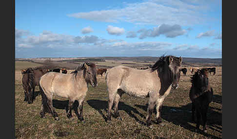 Konik (Equus caballus sspec.)