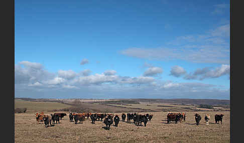 Heckrind (Bos taurus taurus)