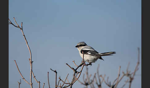 Raubwürger (Lanius excubitor koenigi)