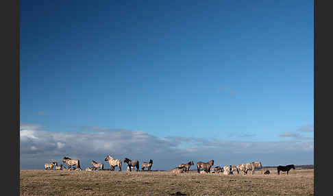 Konik (Equus caballus sspec.)