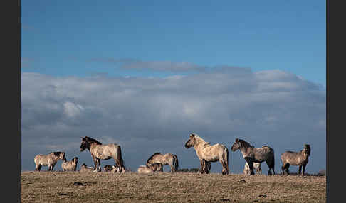 Konik (Equus caballus sspec.)