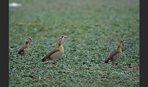 Nilgans (Alopochen aegyptiacus)