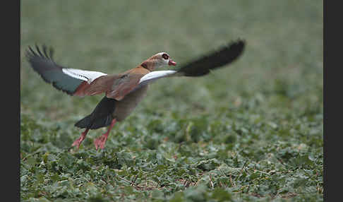 Nilgans (Alopochen aegyptiacus)