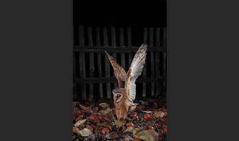 Schleiereule (Tyto alba)