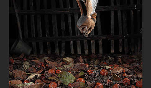 Schleiereule (Tyto alba)