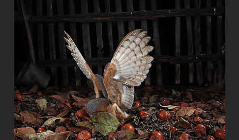 Schleiereule (Tyto alba)