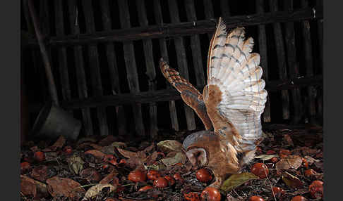 Schleiereule (Tyto alba)