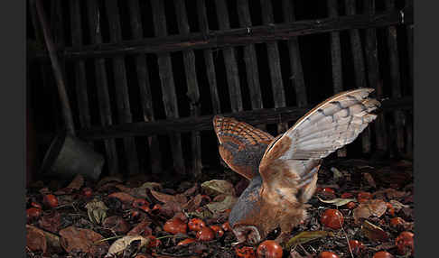 Schleiereule (Tyto alba)