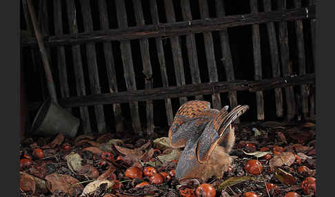 Schleiereule (Tyto alba)