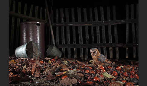 Schleiereule (Tyto alba)