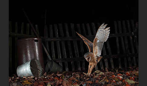 Schleiereule (Tyto alba)