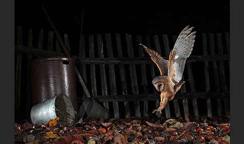 Schleiereule (Tyto alba)