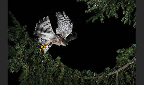 Sperber (Accipiter nisus)