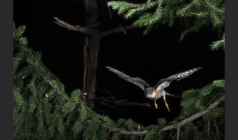 Sperber (Accipiter nisus)