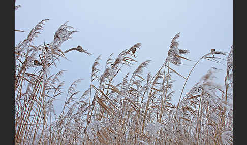 Bartmeise (Panurus biarmicus)