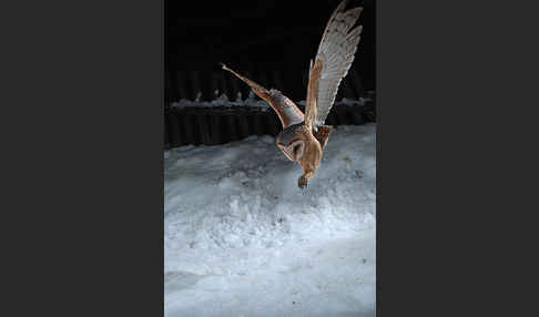 Schleiereule (Tyto alba)